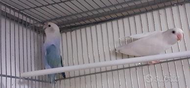 Inseparabili