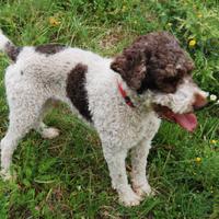 Lagotto romagnolo da accoppiamento