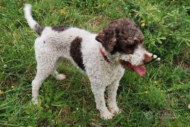 Lagotto romagnolo da accoppiamento