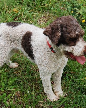 Lagotto romagnolo da accoppiamento