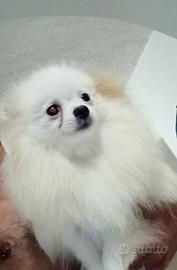 Spitz Pomerania femmina 10 mesi