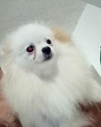 Spitz Pomerania femmina 10 mesi