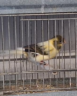 canarino maschio 