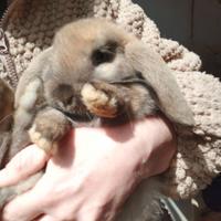 Coniglio Ariete femmina