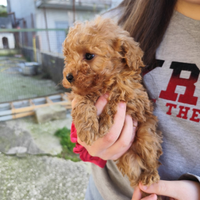 Cuccioli BARBONCINO TOY