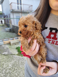 Cuccioli BARBONCINO TOY