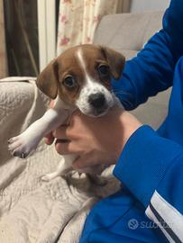 Jack russell zampa corta già vaccinata