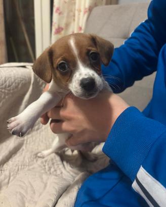 Jack russell zampa corta già vaccinata