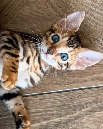 Disponibili cuccioli di Gatto del Bengala