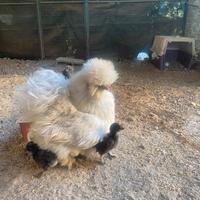 Pulcini di Moroseta nana