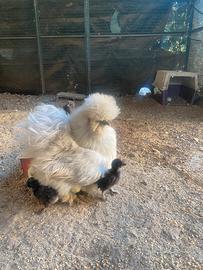 Pulcini di Moroseta nana