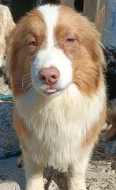 Cuccioloni di pastore australiano con pedigree