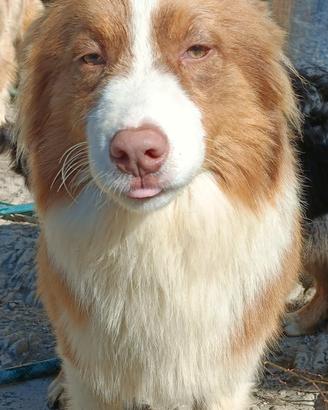 Cuccioloni di pastore australiano con pedigree