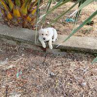 Cucciolo meticcio