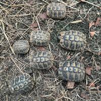 Tartarughe terra Testudo hermanni boettgeri thb