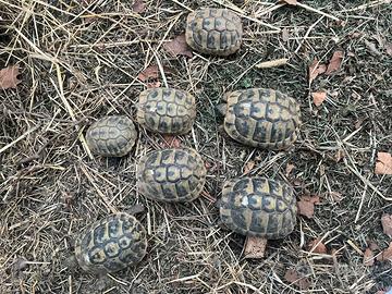 Tartarughe terra Testudo hermanni boettgeri thb