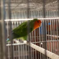 Inseparabili