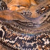 Boa Constrictor pitone reale Elaphe