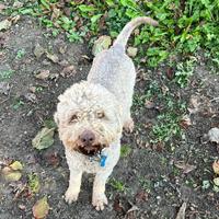 Lagotto razza pura