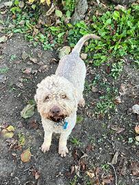 Lagotto razza pura