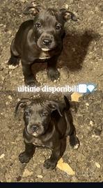 pitbull