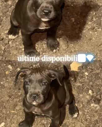 pitbull