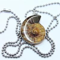Splendido collare ammonite fossile