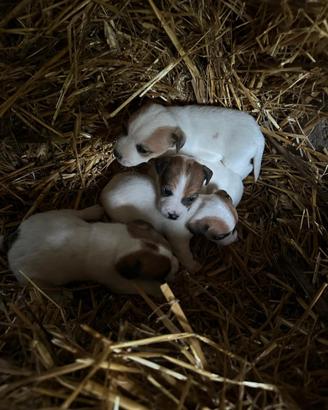 Jack russell
