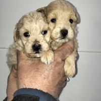 Stupendi cuccioli di maltipoo maschio e femmina