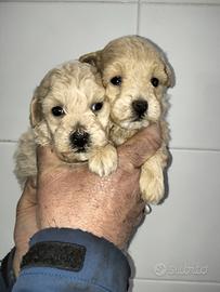 Stupendi cuccioli di maltipoo maschio e femmina