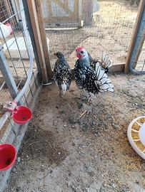 galline sebrait