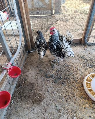 galline sebrait