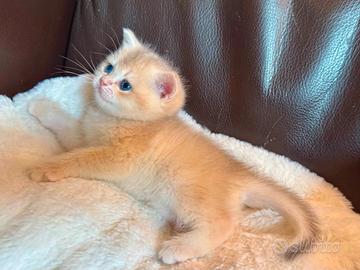 Splendida gattina