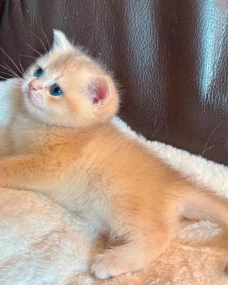 Splendida gattina