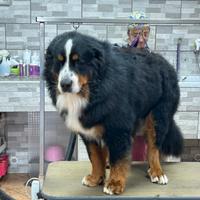 Bovaro del bernese con pedigree per monta
