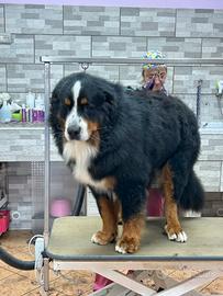 Bovaro del bernese con pedigree per monta
