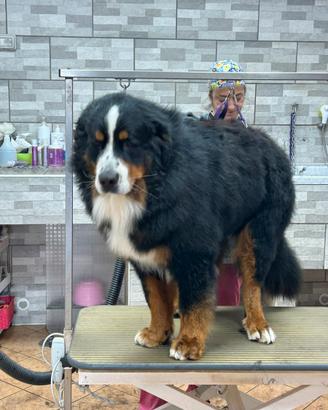 Bovaro del bernese con pedigree per monta