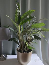 Pianta Calathea