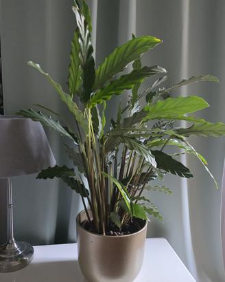 Pianta Calathea