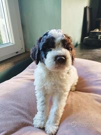 Lagotto maschio Pedigree