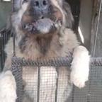 Pastore del Caucaso e maremmano Abbruzzese