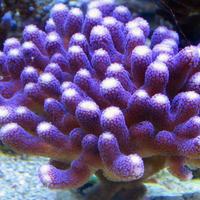 Stylophora Milka corallo acquario marino