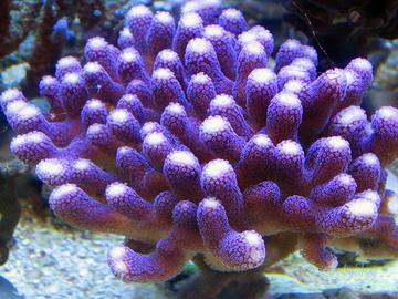 Stylophora Milka corallo acquario marino