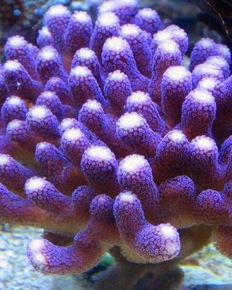 Stylophora Milka corallo acquario marino