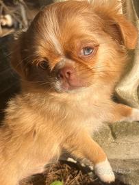 Cucciolo di chihuahua toy red merle occhi impari