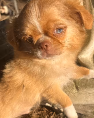 Cucciolo di chihuahua toy red merle occhi impari