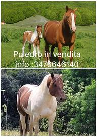 Cavallo puledro