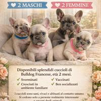 Disponibili cuccioli di bulldog francese