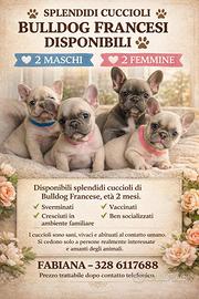 Disponibili cuccioli di bulldog francese