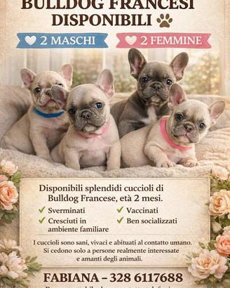 Disponibili cuccioli di bulldog francese